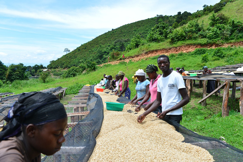 Tri manuel des grains de café par Comequi au Kivu