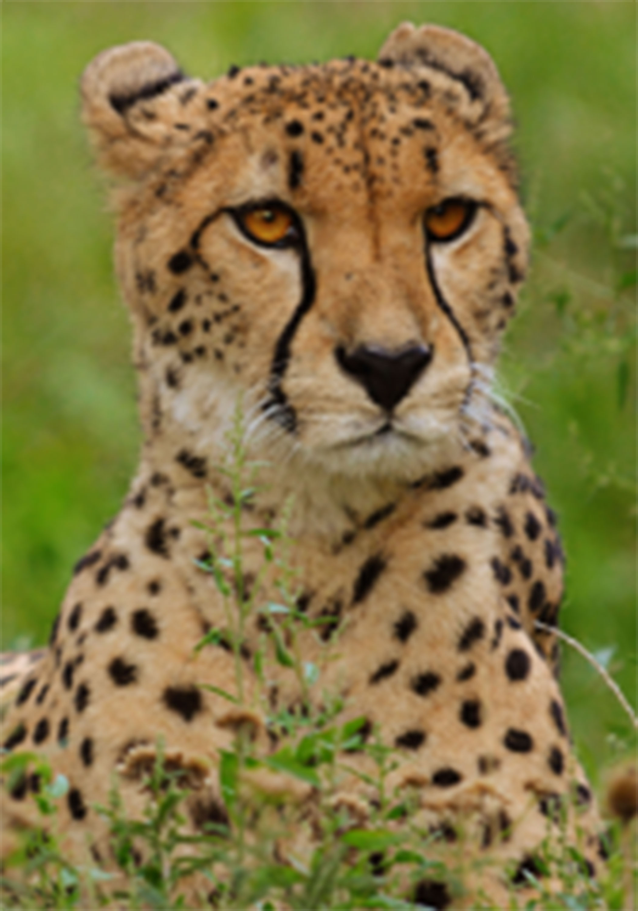 Guépard dans la savane des Kundelungu