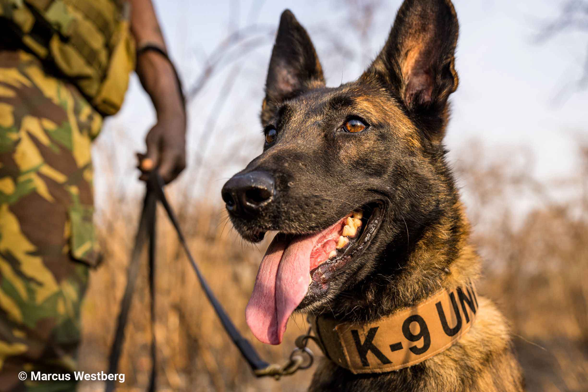 L'unité canine du parc de la Garamba