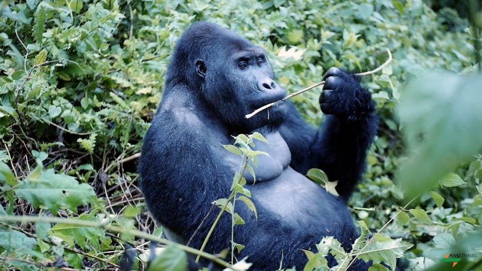 gorille mangeant une feuille dans la brousse