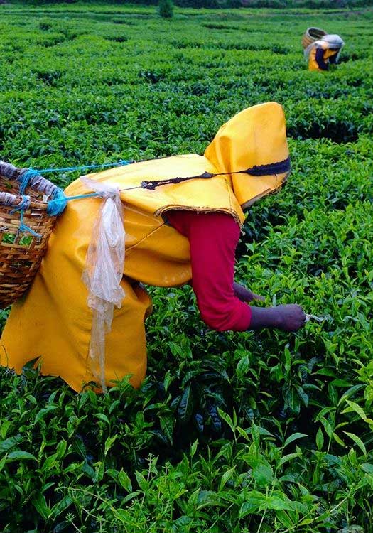 Dame récoltant le thé dans un champ de thé au Rwanda